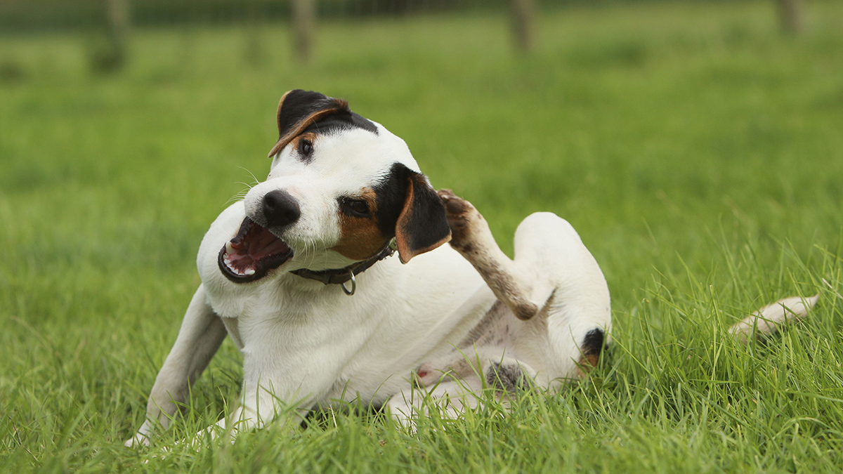 Köpeklerde Pirelerden Korunmanın Yolları Nelerdir?