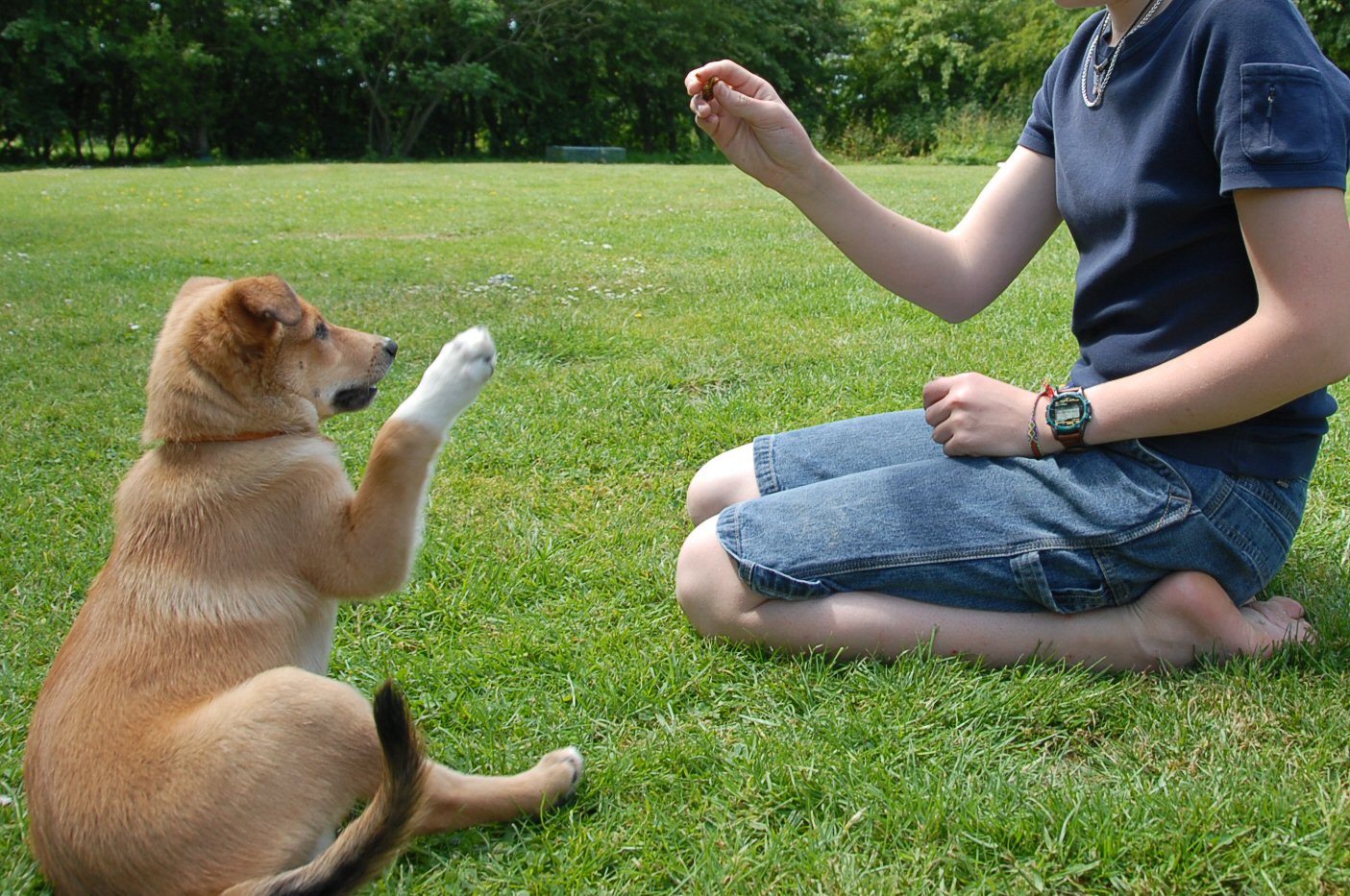 Köpek Kaslarını Güçlendirmek: Etkili Egzersizler ve Beslenme İpuçları