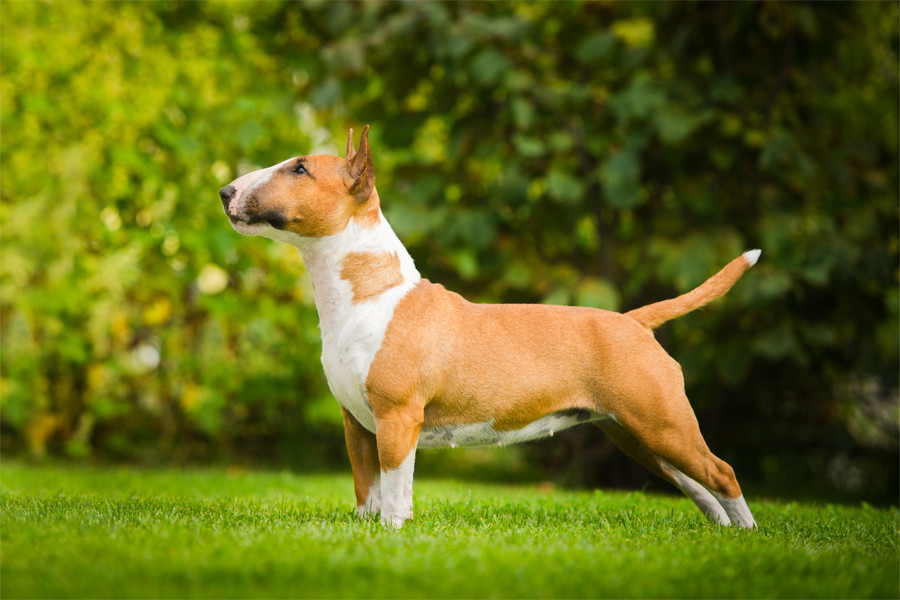 Bull Terrier Cinsi Köpek Özellikleri ve Bakımı