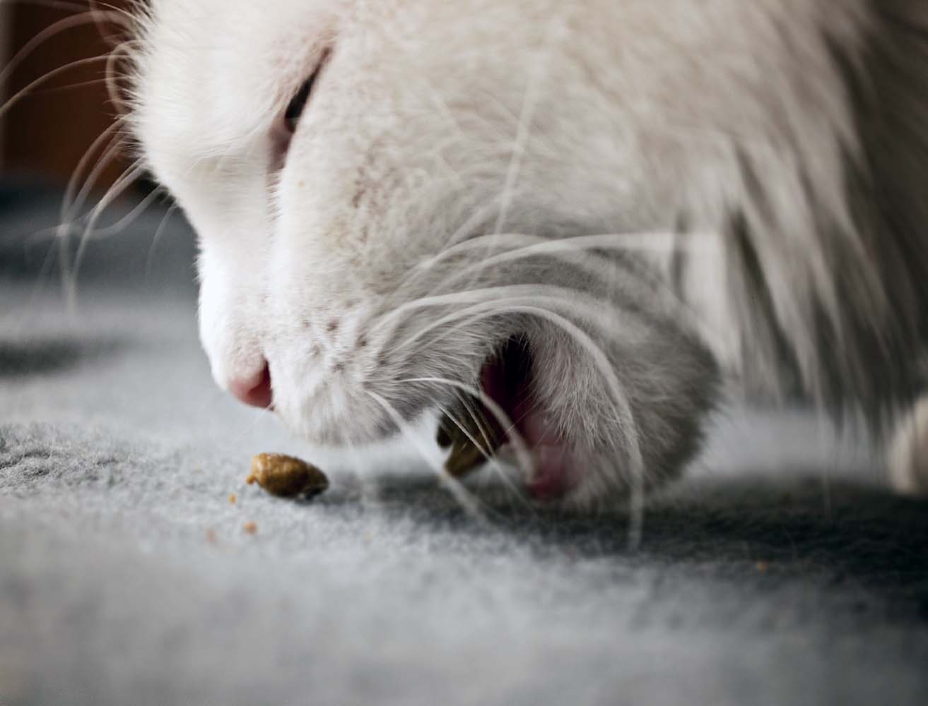 Kedimi Nasıl Beslemeliyim? Kedilerde Beslenme Aralığı