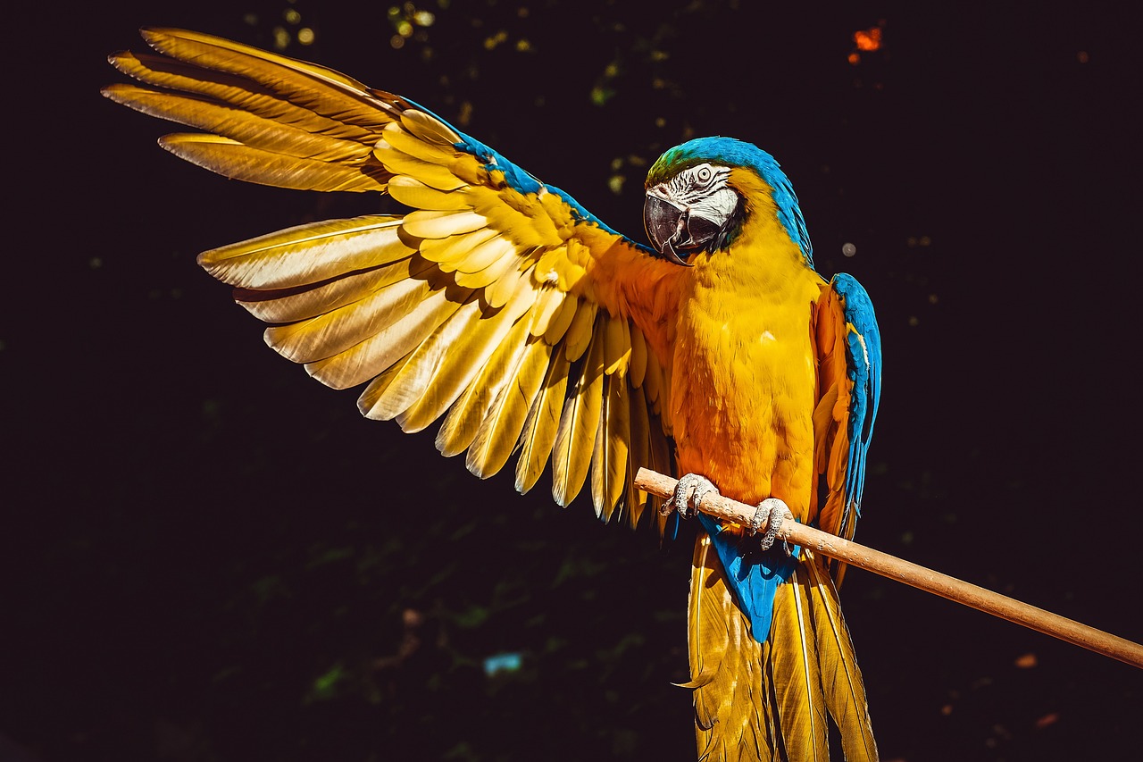 Kuş Bakımı : Tüy Dökme, Beslenme ve Türlere Özel Bilgiler