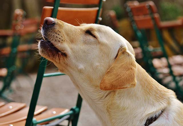 Köpek Hırlama Nedenleri Nelerdir ve Köpekler Neden Hırlar