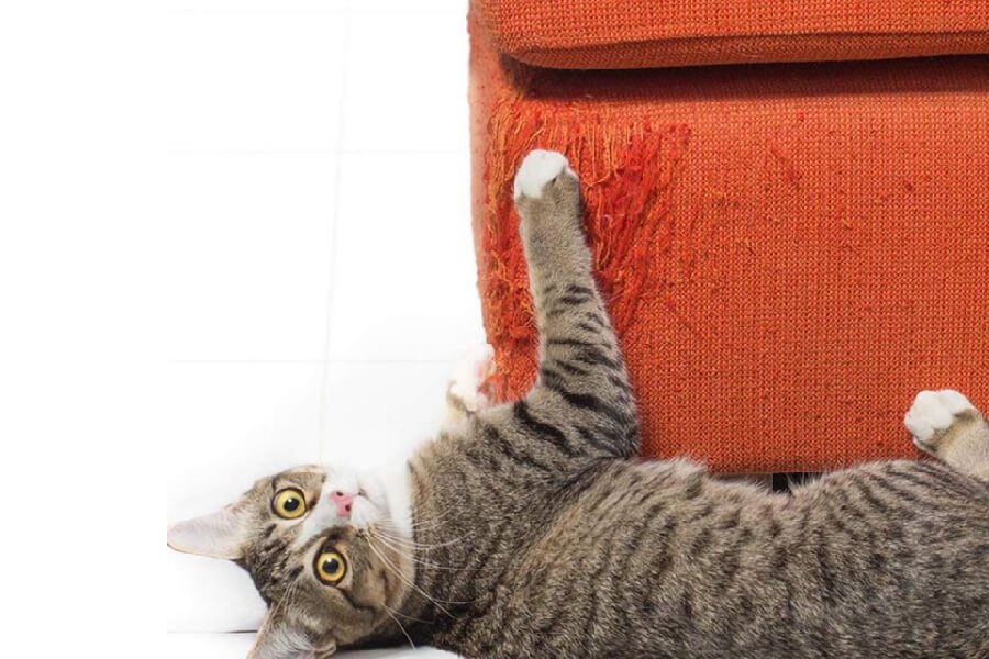 Kedilerin Her Yeri Tırmalamasını Önleme Yöntemleri nelerdir?