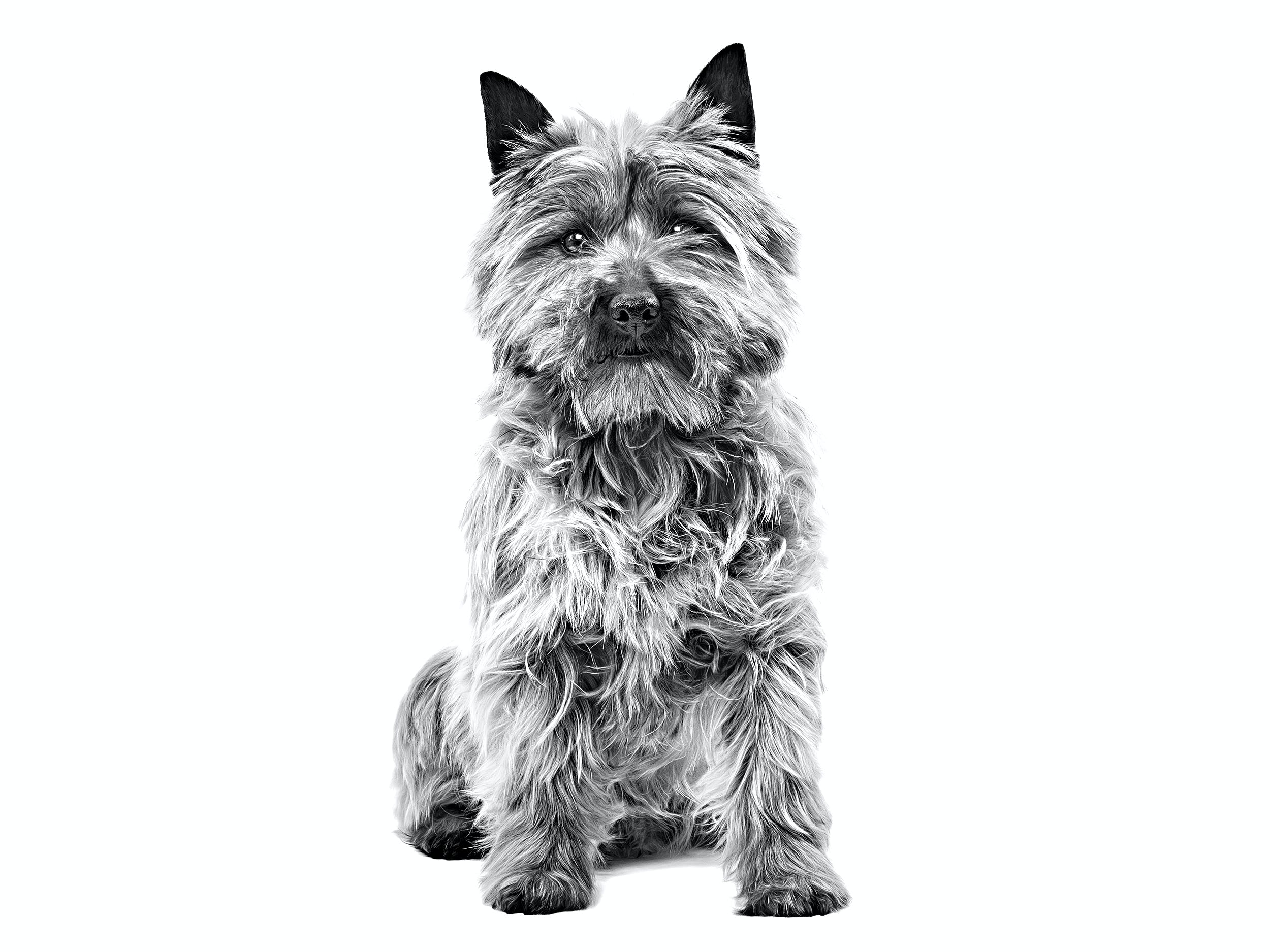 Cairn Terrier Köpek Irkı Özellikleri ve Bakımı