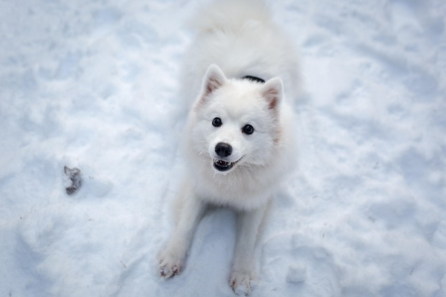 Evcil Hayvanlarda Kış Bakımı: Soğuk Hava Şartlarına Karşı Sağlıklı Öneriler