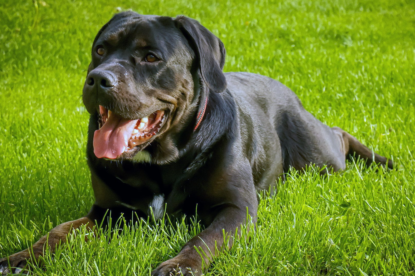 Köpeklerde Kireçlenme (osteoartrit) Nedir?
