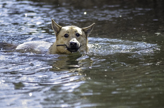 Köpekler Balık Yer mi? Yararları Ve Zararları Nelerdir ?