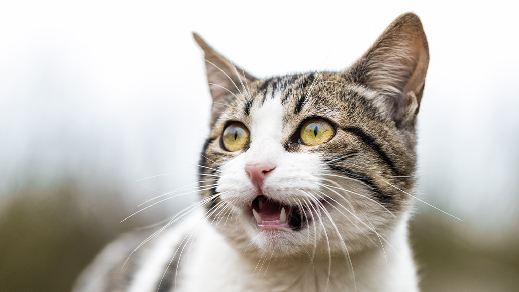 Onları Anlamalıyız: Kedilerin Çıkardığı Sesler ve Anlamları