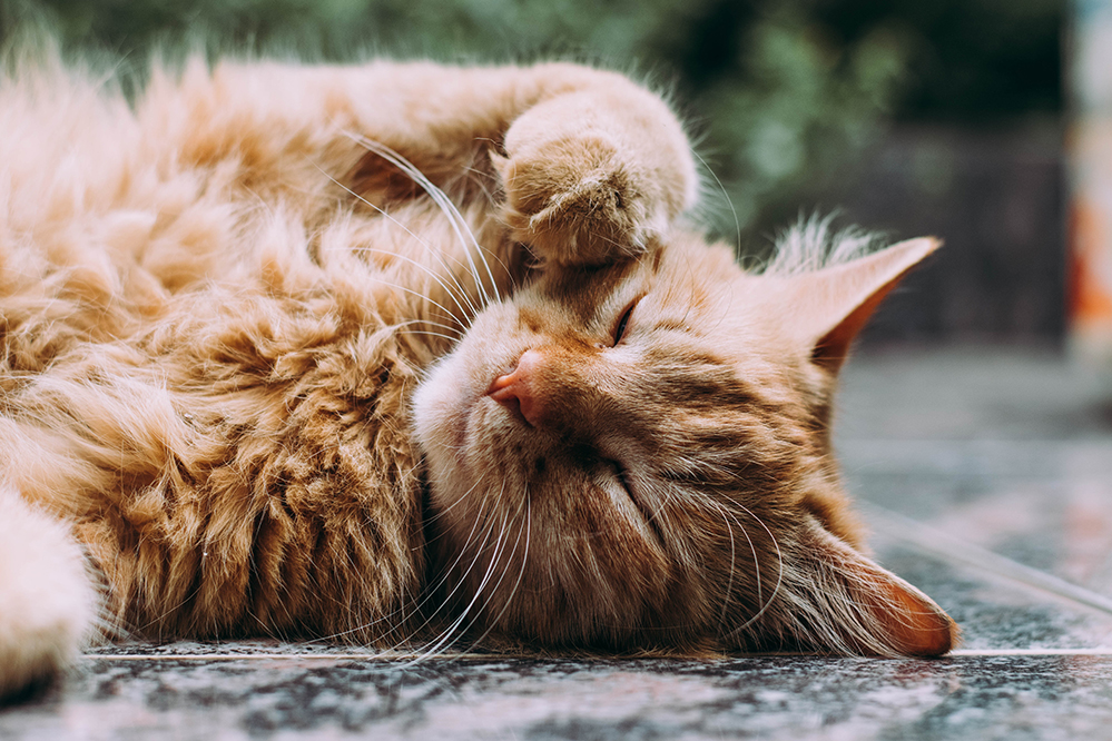 Uzun Tüylü Kedilerde Tüy Dökümü Hakkında Bilgi