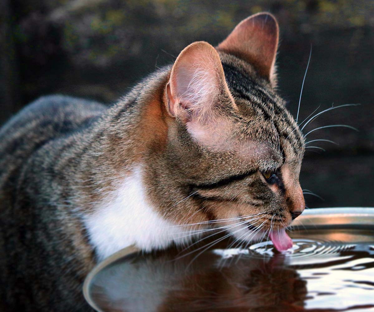 Kedilerde Su Tüketiminin Önemleri Nelerdir?