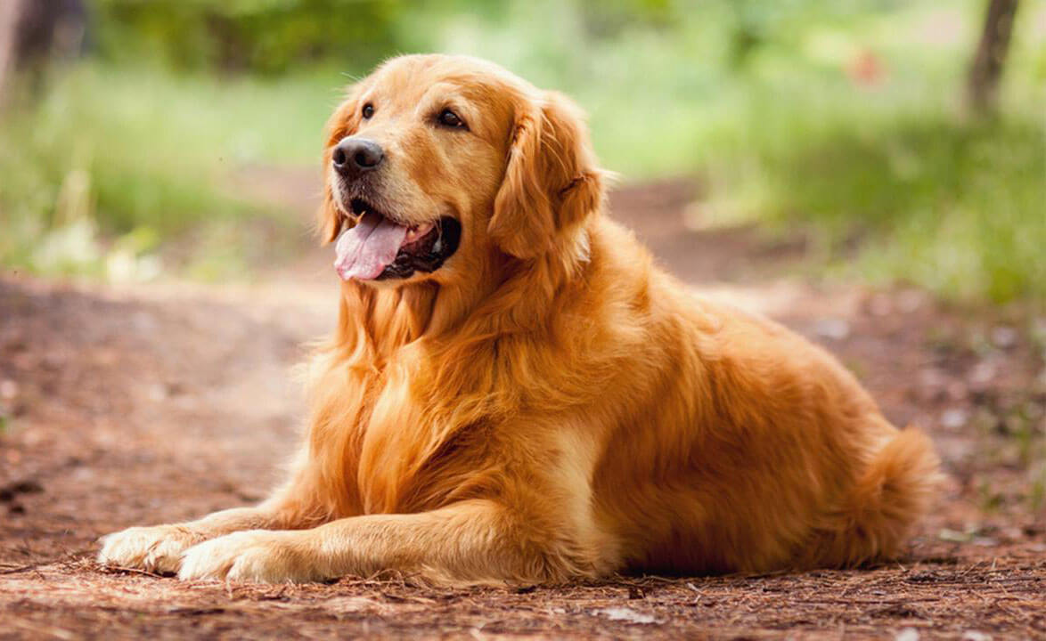 Golden Retriever Cinsi Köpek Özellikleri ve Bakımı