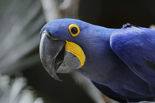 Kuş Bakımında Temel İpuçları: Kanarya, Muhabbet Kuşu ve Papağan Türleri