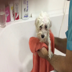 Küçük Irk Banyo